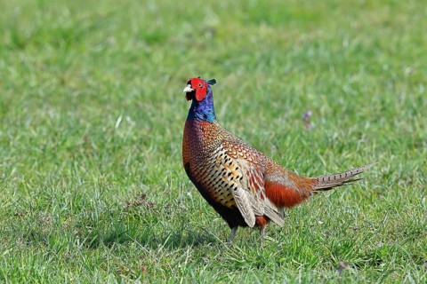 Pheasant, hunting pheasant (Phasianus colchicus), adult male bird in a meadow, wildlife, Lembruch,