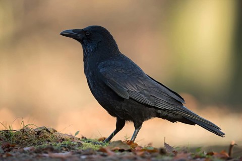 Carrion Crow (Corvus corone), North Rhine-Westphalia, Germany