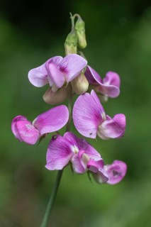 Broad-leaved flat pea (Lathyrus latifolius), Rhineland-Palatinate, Germany