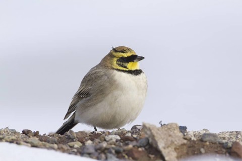 Horned Lark (Eremophila alpestris), Morocco