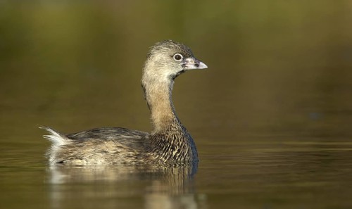 Pied-billed Grebe (Podilymbus podiceps), Texas, USA