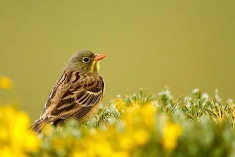 Ortolan Bunting (Emberiza hortulana) male, Avila, Spain