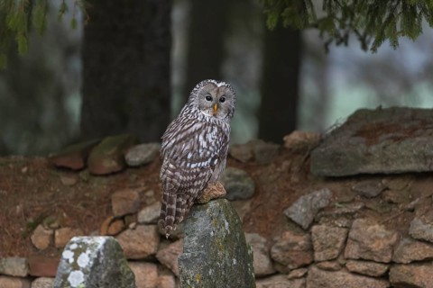 One Ural owl (Strix uralensis) sitting on a old jewish gravestone with a natural stone masonry and