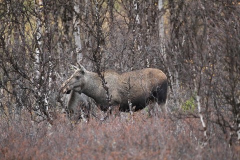 Elk (Alces alces) cow hedges in birch forest, Northern Norway, Scandinavia