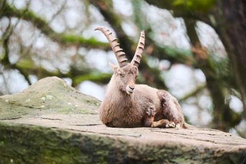 Alpine ibex (Capra ibex) male lying on a rock, Bavaria, Germany
