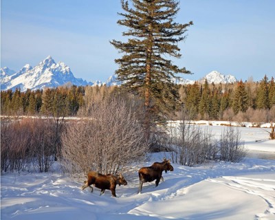 Two elk foraging for food, (Alces alces), winter landscape, Wyoming, United States