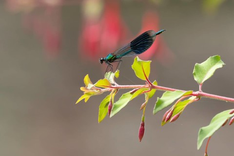 Banded demoiselle damselfly (Calopteryx splendens) adult male insect resting on a garden fuchsia