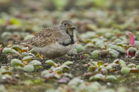 Least Seedsnipe (Thinocorus rumicivorus), Lomas de Lachay Reserve, Peru