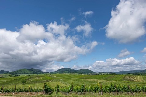 View over vineyards to the Palatinate Forest, Ilbesheim, Southern Palatinate, Palatinate,