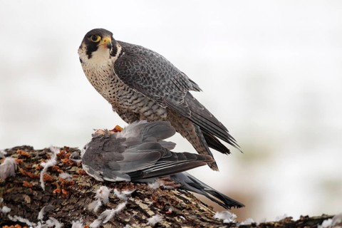 Peregrine Falcon (Falco peregrinus) male, Baden-Wuerttemberg, Germany