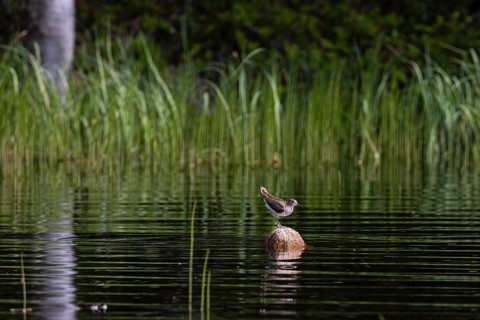 Common sandpiper (Actitis hypoleucos) sitting on a stone in the water, Sanginjoki Nature Reserve,