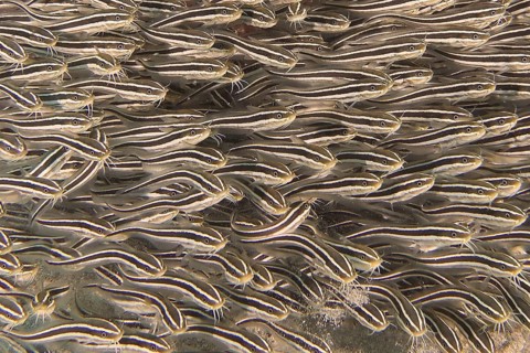 Striped eel catfish (Plotosus lineatus)