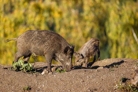 A young wild boar and a piglet (Sus scrofa), stand on a clearing on hilly terrain searching for