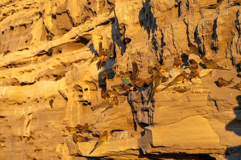 Rock parakeets (Cyanoliseus patagonus), colony on a sandstone cliff in the morning light, coast of