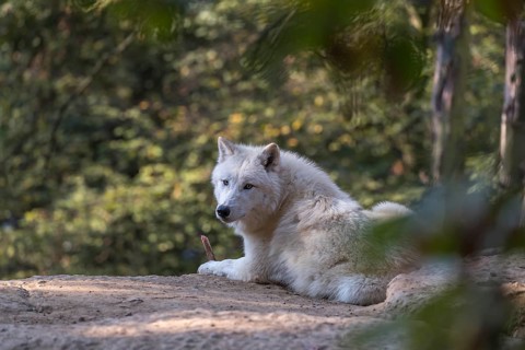 One Arctic wolf (Canis lupus arctos) lying on the forest floor. Green vegetation in the background