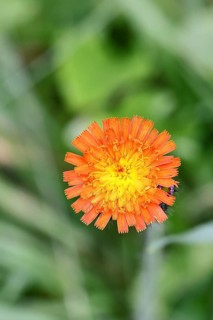 Orange hawkweed, orange-red hawkweed (Hieracium aurantiacum), flower on a rough meadow, close-up,