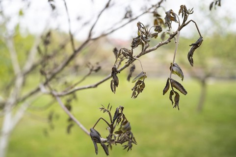 Frozen walnut leaves by spring frosts