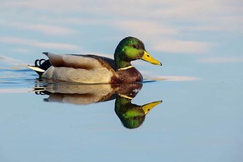 Mallard, (Anas platyrhyncho), drake, male, swims, waters, duck birds, NSG Wagbachniederung,