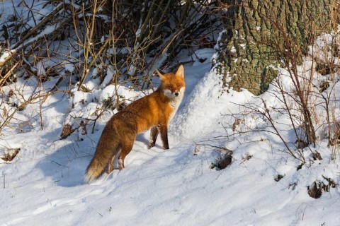 European Red Fox (Vulpes vulpes), on a snow covered field in winter, alert, looking over its