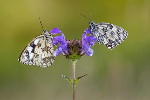 Checkerspot butterfly (Melanargia galathea) on Large Self-heal (Prunella grandiflora), Bad
