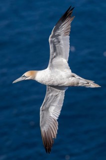 Northern Gannet (Morus bassanus), flying, East Yorkshire, United Kingdom