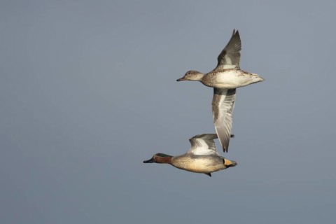 Common teal duck (Anas crecca) adult male and female ducks birds in flight, England, United Kingdom