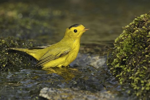 Wilson's Warbler (Cardellina pusilla), British Columbia, Canada