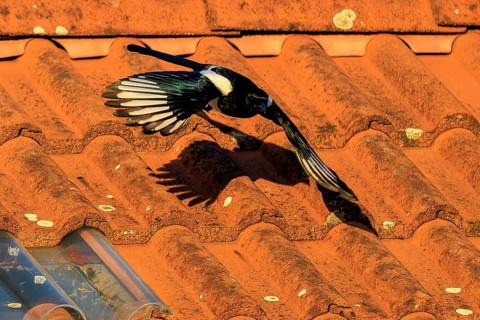 A magpie spreads its wings over the terracotta-coloured roof, clear shadow visible, Magpie (Pica