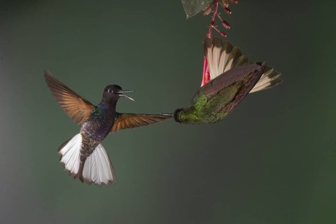 A Velvet-purple Coronet (left) and a Buff-tailed Coronet fight over a prized flower. These are 2 of