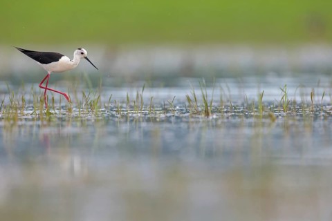 Black-winged Stilt, (Himantopus himantopus), avocet family, biotope, habitat, foraging, Floating