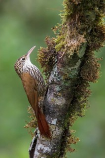 Scaled Woodcreeper (Lepidocolaptes squamatus) perched on a branch in the Atlantic rainforest of