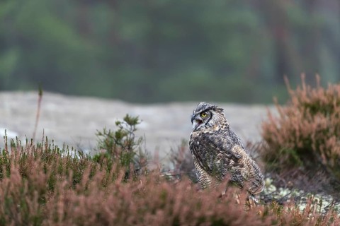 One adult Great horned owl (Bubo virginianus) sitting on the ground between heather. A forest in