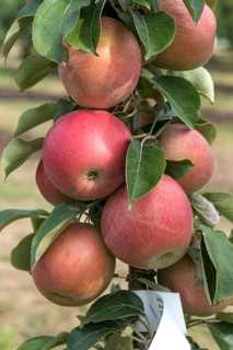 Columnar apple (Malus domestica 'Berbat'), columnar apple, woody plant