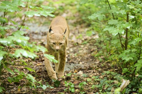 Eurasian lynx (Lynx lynx) walking through a forest, Bavaria, Germany