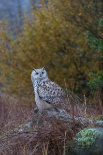 One Siberian Eagle Owl (Bubo bubo sibiricus) sitting on a grey rock between tall reed grass