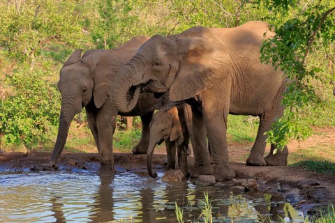 African elephant (Loxodonta africana), juvenile, mother, adult, female, group, at the water,