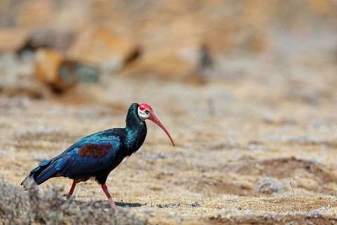 Bald Ibis, (Geronticus calvu), Smooth-necked Ibis. Ibis, biotope, foraging, Africa, Giant's Castle