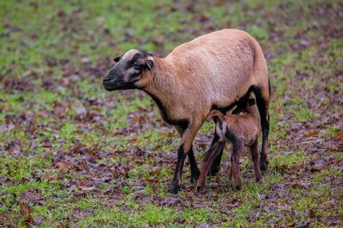 A female Cameroon or Cameroon Dwarf sheep, Ovis gmelini aries, suckling her lamb in a forest
