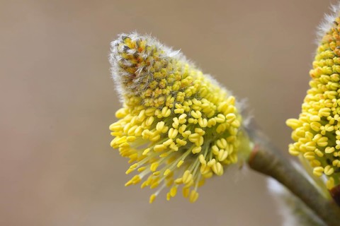 Willow kitten, willow kitten, flower, blossoms, spring, tree, nature, allergy, allergen, pollen,