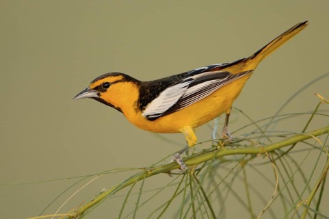 Bullock's Oriole (Icterus bullockii), Arizona, USA