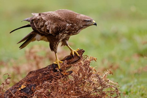 Common Buzzard (Buteo buteo), Asturias, Spain
