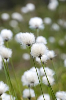 Common cottongrass (Eriophorum angustifolium),  Switzerland