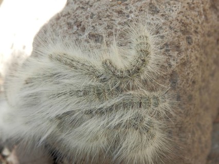 Close-up of caterpillars (eruca) of the processionary moth (thaumetopoeinae) on the surface of a