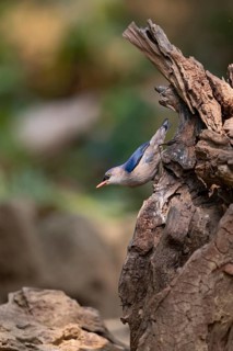 Velvet-fronted Nuthatch (Sitta frontalis frontalis), Yunnan, China