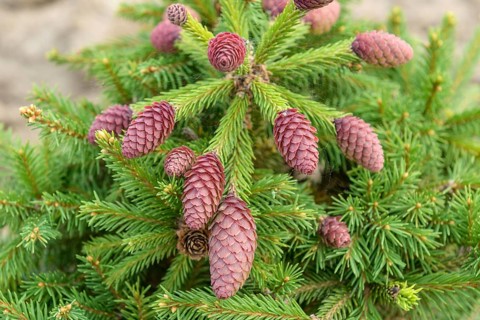 Dwarf cone spruce (Picea abies 'Pusch'), viewing garden at the University of Applied Sciences W,