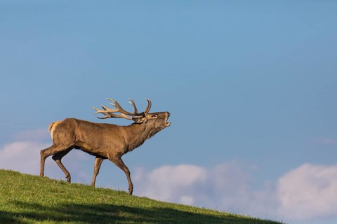 One Red Deer stag (Cervus elaphus) walking down a meadow on hilly ground. Blue sky with some white