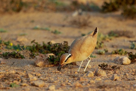 Cream-colored Courser (Cursorius cursor) with captured bug in its beak, Fuerteventura, Spain