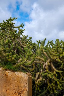 Sagres, Algarve, Portugal - Cactus hedge behind an old wall