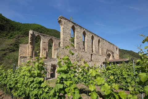Monastery ruins Stuben in den Weinreben, wine-growing region, Bremm, Mittelmosel, Moselle,