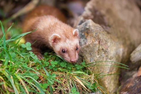 A male ferret (Mustela putorius furo) stands between dead roots of trees, searching for food